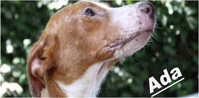 Os presentamos a ADA... Os presentamos a ADA...