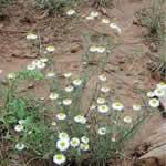 fotos planta Erigeron fotos planta Erigeron