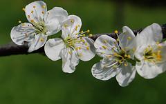 pero in fiore pero in fiore