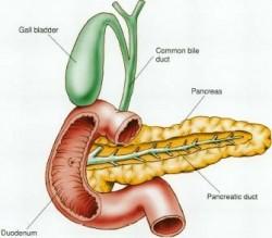 La obesidad, la inflamación y la pancreatitis