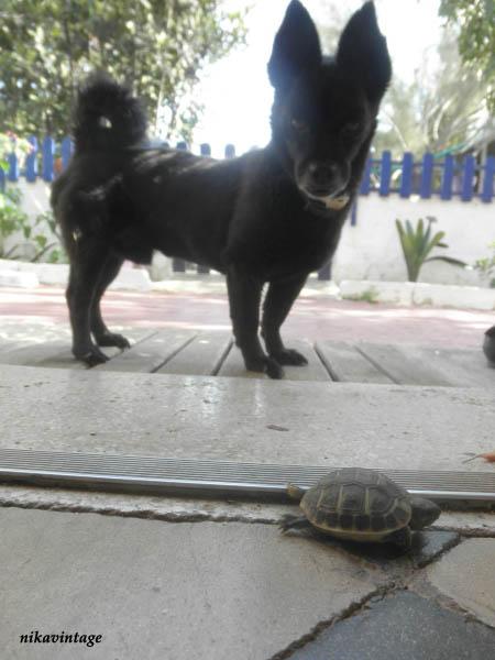 Mini tortuga Mini tortuga