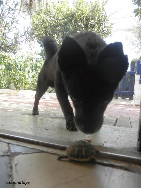 Mini tortuga Mini tortuga