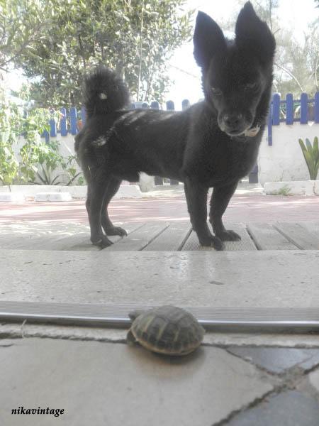 Mini tortuga Mini tortuga