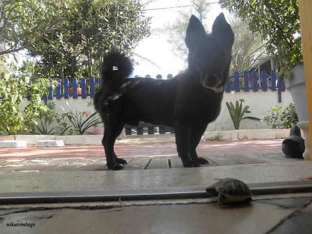 Mini tortuga Mini tortuga