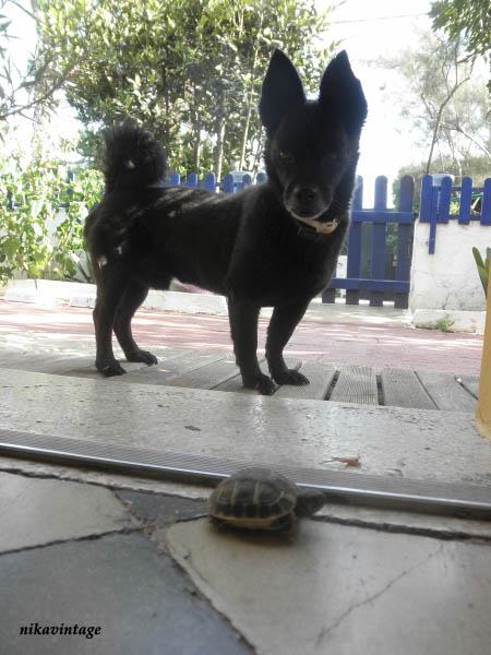 Mini tortuga Mini tortuga