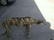 Kenia, rescatada de una gasolinera en el limite de sus fuerzas Foto: Kenia : Hola !!!! mi nombre es Kenia, así me ha bautizado mi papi de acogida . Fuí recogida por una chica muy amante de los animales el día 01-08-12. Yo estaba agotada de tanto andar y de la calor y me refugié en una gasolinera . Suerte que mi mami de acogida fué a repostar y se compadeció de mi . Estaba en los huesos y muy deshidratada . No opuse resistencia porque noté que no me haría daño . Me llevó a su casa y allí continuo desde entonces . Convivo perfectamente con sus otros dos perros y con su hijita que es una bebé aún. En una de mis patas me falta un dedito , pero es de hace mucho tiempo. Estoy muy bien educada y sé pasear con cadena. No soy ladradora y me calculan unos 7 años. Soy cariñosa y dulce y por supuesto me entregan castrada . Mi altura hasta la cruz son 64cms. y mi peso unos 26 kilos. Soy perfecta para dama de compañía , no soy ruidosa y no necesito un hogar con mucho espacio, ya bastante he corrido por el campo cuando me han utilizado para cazar o cuando he sido abandonada . Ahora , sólo busco un hogar para el resto de mi vida y que JAMÁS ME VUELVAN A ABANDONAR NO COMPREIS ANIMALES , ADOPTAR !!!!!!!!!!!! LAS PERRERAS Y PROTECTORAS DE TODA ESPAÑA ESTAMOS LLENAS DE ANIMALES DE RAZA Y SIN RAZA , TE AYUDAREMOS A BUSCAR LO QUE NECESITAS . Contacto : ara03lucky@hotmail.com