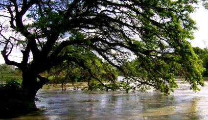 El Crecimiento. El Crecimiento.