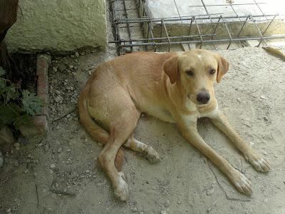 Tres perros abandonados cortijo Sierra Segura. (Jaen)