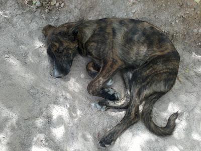 Tres perros abandonados cortijo Sierra Segura. (Jaen)