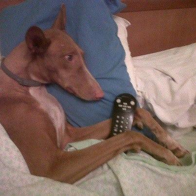 Otra adoptada que salió del infierno de Bullas Foto: Lina la podenca rescatada en Bullas por Galgos112,una vez recuperada y adoptada por Nieves y su familia en Asturias. Lina padece una encefalitis hepatica,enfermedad que padecerá durante toda su vida,pero no ha sido obstaculo para que esta maravillosa familia la adoptara.