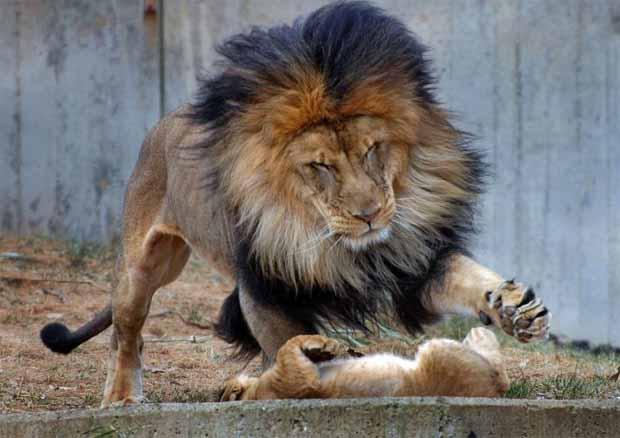 Leon Y Leona