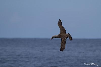 Salida en barco en el Cantábrico