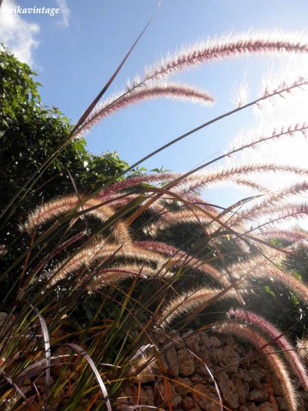 Colas de gato