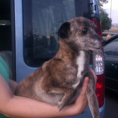 Violeta una galguita en miniatura Foto: Violeta es nuestra ultima flor del rescate de Albalate. Es una perra muy original, como si fuese un galgo en miniatura. Pesa 5 kg, y tiene alrededor de los 5 años. Al igual que sus compañeras es bastante timida pero con unos cuantos mimos se le pasan todos sus males. Está aprendiendo a andar con correa, ya que nunca la había usado. Es una perra muy sociable y se lleva bien con otros perros. Si quieres adoptar a Violeta escríbenos a adopciones@apamag.org o llámanos al 644490072