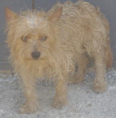CHARLY, tan pequeño que solo pesa 3 kilos. En la perrera. Valencia CHARLY, tan pequeño que solo pesa 3 kilos. En la perrera. Valencia