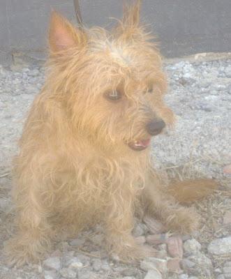 CHARLY, tan pequeño que solo pesa 3 kilos. En la perrera. Valencia CHARLY, tan pequeño que solo pesa 3 kilos. En la perrera. Valencia