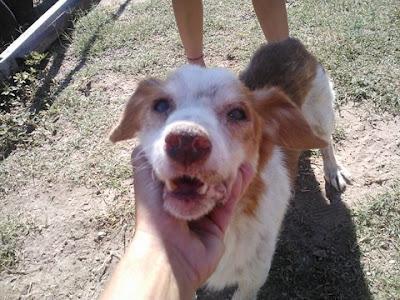 ABUELO MORIBUNDO ABANDONADO. ROTA (CADIZ) URGENTE!! ABUELO MORIBUNDO ABANDONADO. ROTA (CADIZ) URGENTE!!