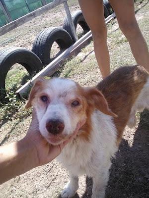 ABUELO MORIBUNDO ABANDONADO. ROTA (CADIZ) URGENTE!! ABUELO MORIBUNDO ABANDONADO. ROTA (CADIZ) URGENTE!!