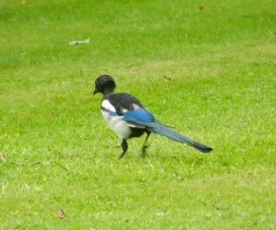 Las urracas cambian su plumaje Las urracas cambian su plumaje