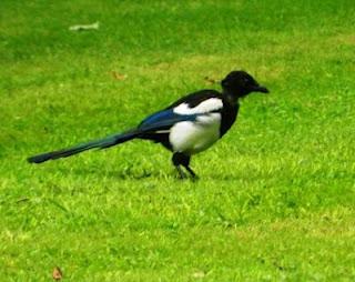 Las urracas cambian su plumaje Las urracas cambian su plumaje