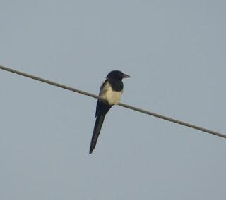 Las urracas cambian su plumaje Las urracas cambian su plumaje