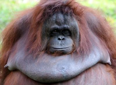 Entender los problemas alimentarios podría ser más fácil con los orangutanes Entender los problemas alimentarios podría ser más fácil con los orangutanes