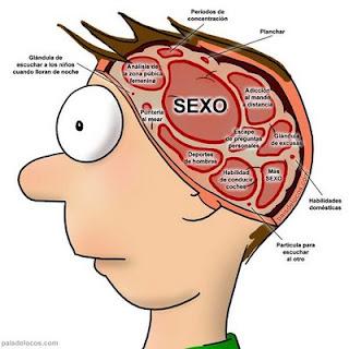 cerebro cerebro