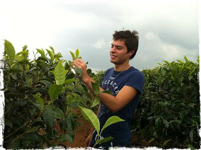 La cultura del té: conoce a Tea Sommelier La cultura del té: conoce a Tea Sommelier