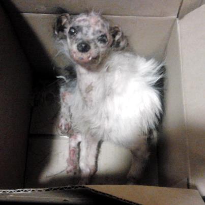 Perro quemado con acido en Renteria, se busca información del dueño Perro quemado con acido en Renteria, se busca información del dueño