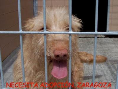 PODENCO MACHO EN ADOPCIÓN EN MOVERA!!! (ZARAGOZA) PODENCO MACHO EN ADOPCIÓN EN MOVERA!!! (ZARAGOZA)