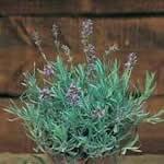 fotos Espliego como planta medicinal fotos Espliego como planta medicinal