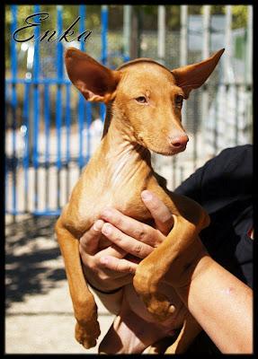 CINCO PODENQUITOS SALVADOS DEL CORREDOR DE LA MUERTE. ADOPTA!!