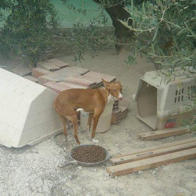 Maisha, otro descarte mas Foto: Maisha: pobre pequeña ... otra podenca tirada por cazadores porque seguramente no les sirve para la caza ... Maisha nos fué tirada por la valla del albergue el 10-05-12, con tan solo unos 6 meses de vida. Afortunadamente sólo sufrio unos rasguños y el resto de los perros no se dieron mucha cuenta de ella , pues la pobre se escondió para no ser descubierta , sino.... no sabemos si la habrían matado . Estaba muy asustada de las personas y por eso no ha sido difundida antes . Ahora ya está lista para ser adoptada . Su altura actual es de unos 45 cms. Tiene muy buen carácter con el resto de los perros . No apta para piso , necesita mucho espacio para correr diariamente o bien largos paseos . No es una perra ruidosa ni destrozona. Es cariñosa pero no demasiado . Si quieres ayudar a Maisha a tener un hogar para siempre , por favor , difunde su caso . Contacto : ara03lucky@hotmail.com