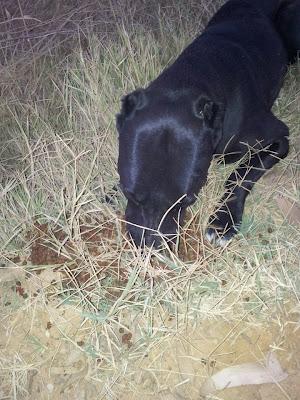 Pitbull muy jovenes abandonados, peligro de sparring o envenamiento. (Huelva) Pitbull muy jovenes abandonados, peligro de sparring o envenamiento. (Huelva)