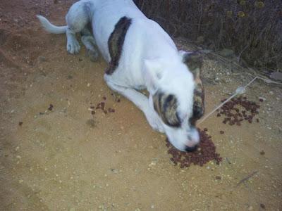 Pitbull muy jovenes abandonados, peligro de sparring o envenamiento. (Huelva) Pitbull muy jovenes abandonados, peligro de sparring o envenamiento. (Huelva)