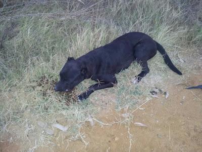 Pitbull muy jovenes abandonados, peligro de sparring o envenamiento. (Huelva) Pitbull muy jovenes abandonados, peligro de sparring o envenamiento. (Huelva)