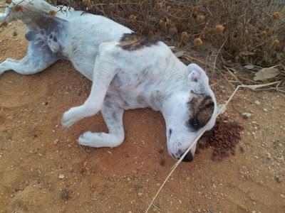 Pitbull muy jovenes abandonados, peligro de sparring o envenamiento. (Huelva) Pitbull muy jovenes abandonados, peligro de sparring o envenamiento. (Huelva)