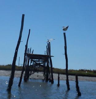 Por las Marismas de Isla Cristina