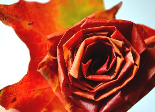 diy_leaf_rose_1 UN RAMO DE OTOÑO