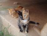 Video — Venus, el gato con 2 colores en la cara Que esta acabando en la Internet Video — Venus, el gato con 2 colores en la cara Que esta acabando en la Internet