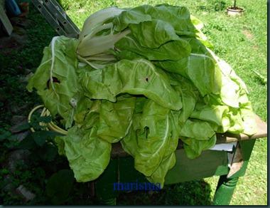 acelgas huerto julio1 acelgas huerto julio1