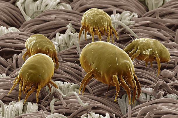 limpiar-seco Acaros, bichos microscópicos