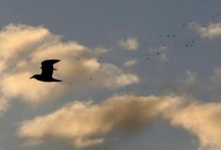 Aves africanas se afincan en el Sur de España