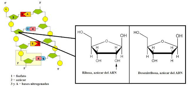 Expresión génica o producción de proteínas Expresión génica o producción de proteínas