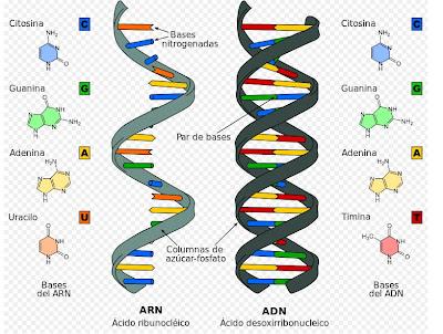 Expresión génica o producción de proteínas Expresión génica o producción de proteínas