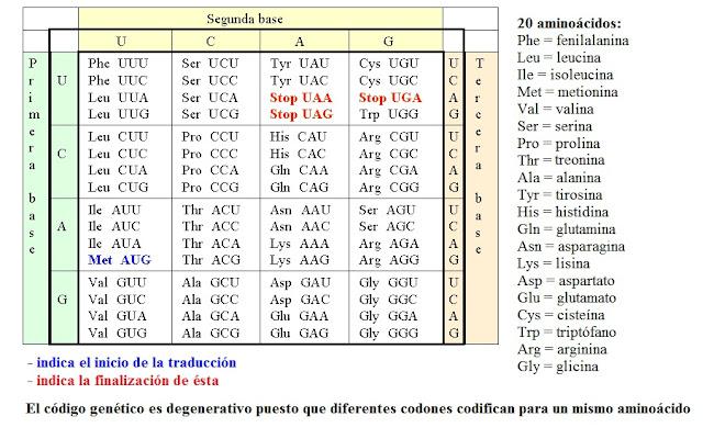 Expresión génica o producción de proteínas Expresión génica o producción de proteínas