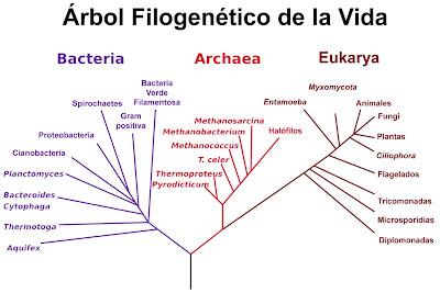 Expresión génica o producción de proteínas Expresión génica o producción de proteínas
