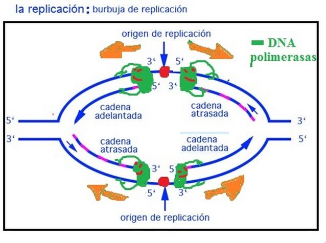 Síntesis de ADN bacteriano