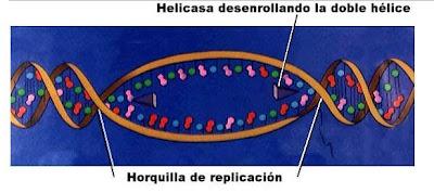 Síntesis de ADN bacteriano