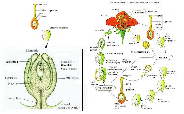 ¿Las manzanas cómo se acuestan para tener manzanas? ¿Las manzanas cómo se acuestan para tener manzanas?